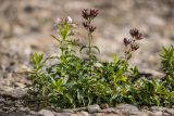 Saponaria officinalis