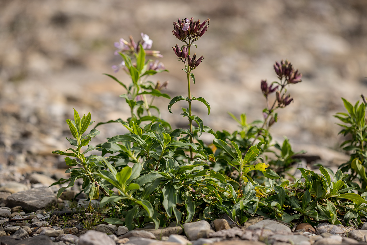 Изображение особи Saponaria officinalis.