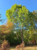 Platanus occidentalis