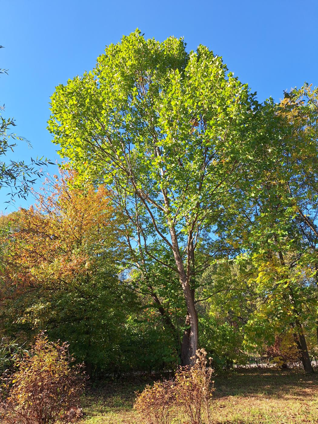 Изображение особи Platanus occidentalis.