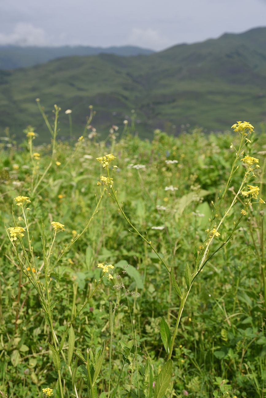 Image of Bunias orientalis specimen.