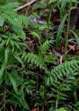 Polemonium caeruleum. Цветущее растение. Вологодская обл., Сокольский р-н, Оларевская гряда, смешанный лес. 13.07.2024.