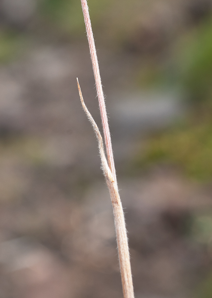 Image of Trisetum spicatum specimen.