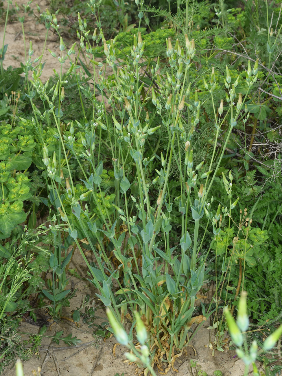 Image of Cerastium perfoliatum specimen.