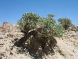 View full-size image Arthrophytum lehmannianum