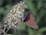 Buddleja davidii. Соцветие с питающейся бабочкой-перламутровкой (Argynnis paphia). Московская обл., Раменский р-н, окр. дер. Хрипань, садовый участок. 19.08.2019.