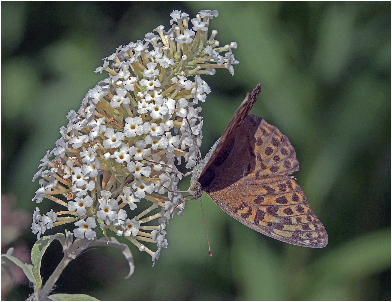Image of Buddleja davidii specimen.