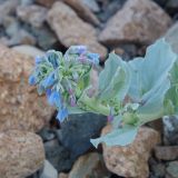 Mertensia maritima