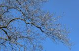 Liriodendron tulipifera