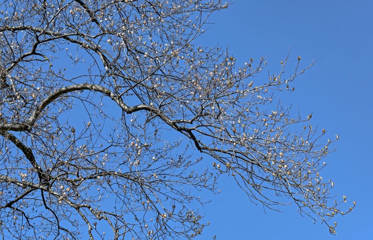 Image of Liriodendron tulipifera specimen.