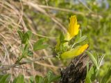 Смотреть изображение род Chamaecytisus