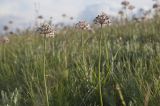 View full-size image Allium tulipifolium
