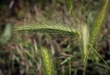 View full-size image Hordeum leporinum