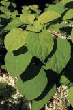 View full-size image Hydrangea arborescens