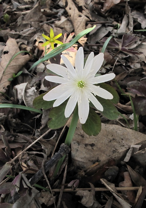 Image of Anemone raddeana specimen.