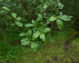 View full-size image genus Salix