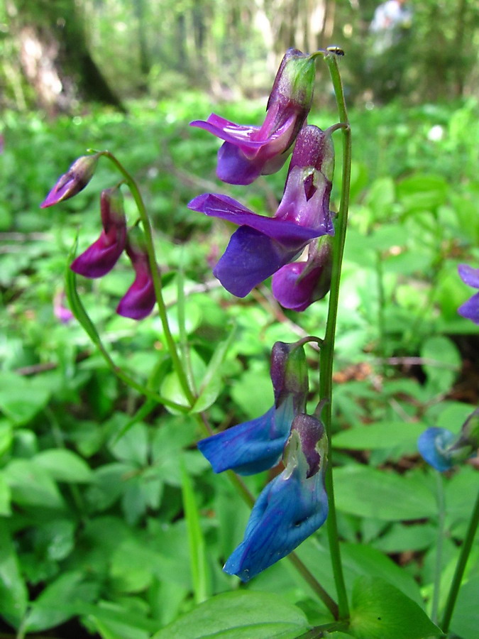 Изображение особи Lathyrus vernus.