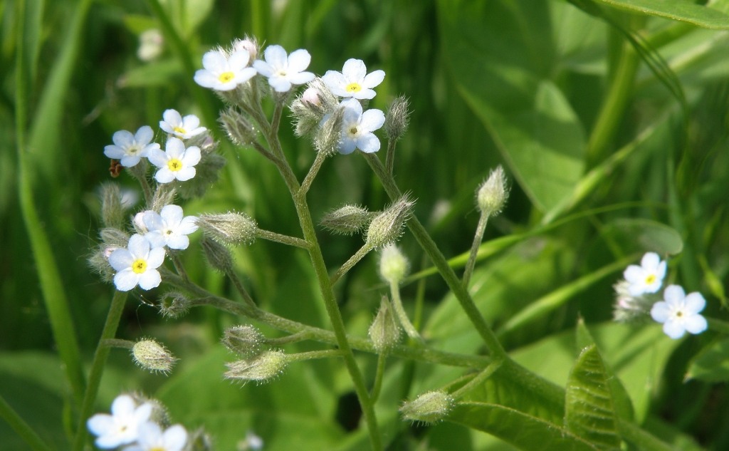 Изображение особи Myosotis arvensis.