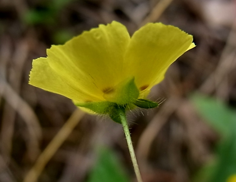 Изображение особи Tuberaria guttata.