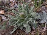 Echinops humilis