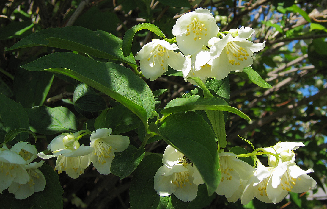 Image of genus Philadelphus specimen.