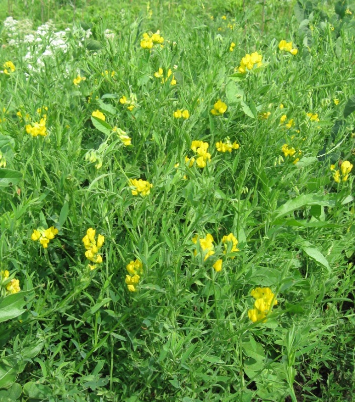 Image of Lathyrus pratensis specimen.