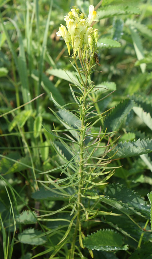 Image of Linaria ruthenica specimen.