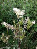 Filipendula ulmaria