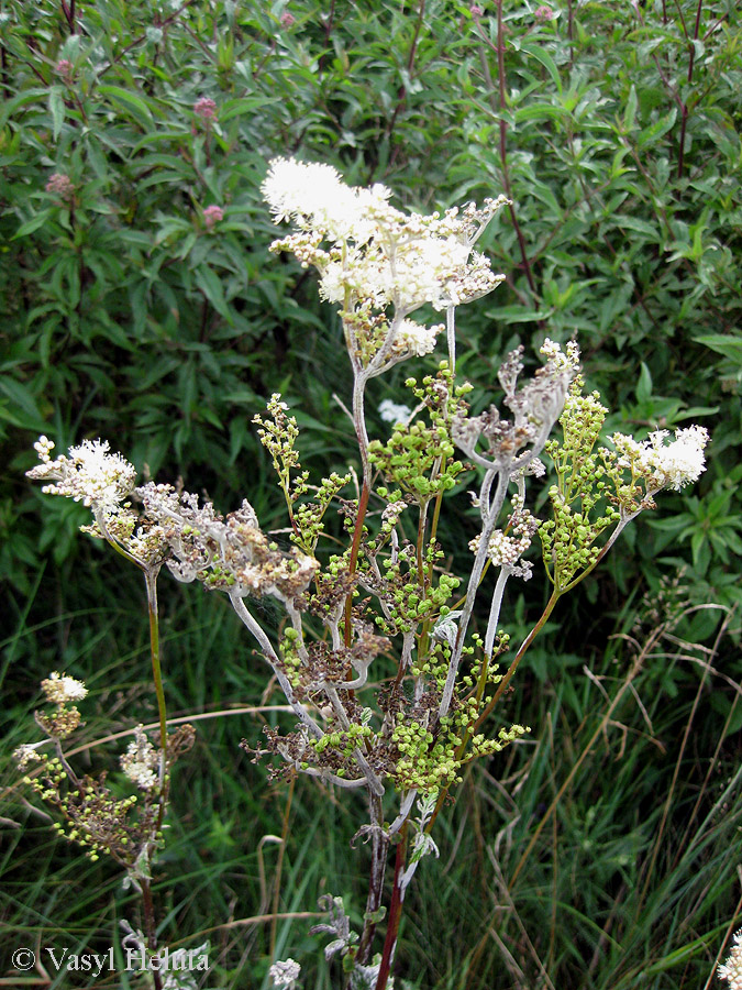 Image of Filipendula ulmaria specimen.