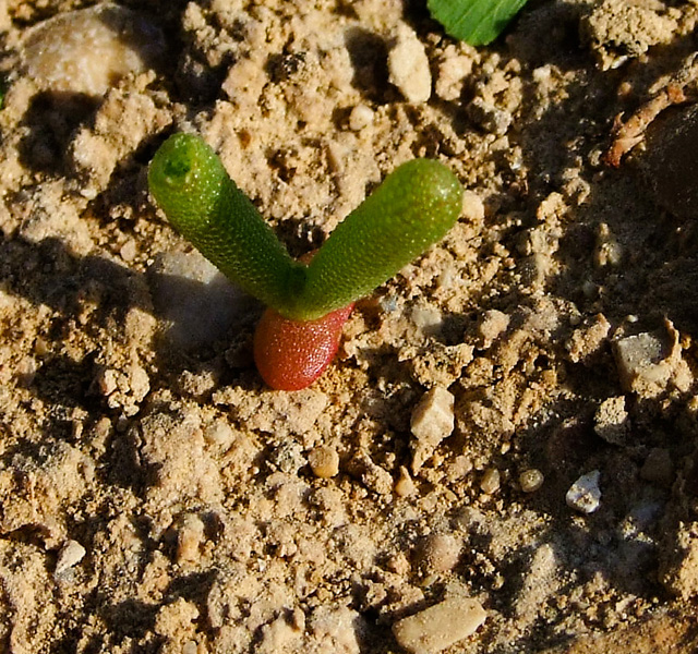 Изображение особи Anabasis articulata.