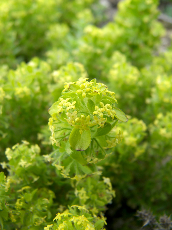 Image of Cruciata taurica specimen.