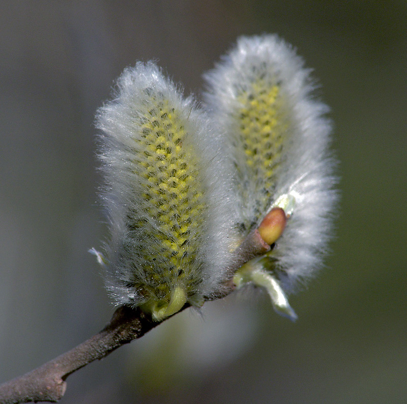 Изображение особи Salix cinerea.