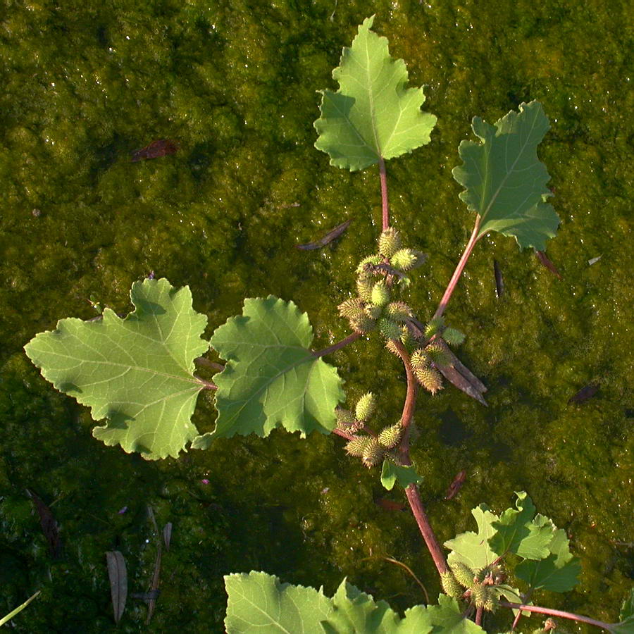 Image of Xanthium orientale specimen.