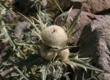 Cirsium turkestanicum. Соцветие. Таджикистан, Памир, долина р. Бардара. 09.08.2011.