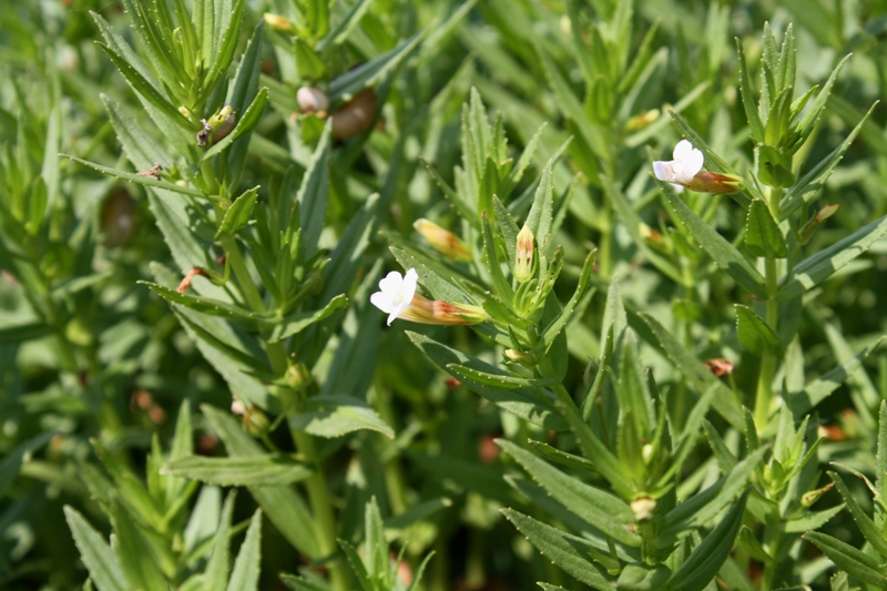 Изображение особи Gratiola officinalis.