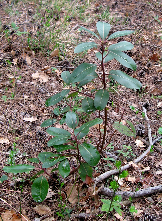 Image of Arbutus andrachne specimen.