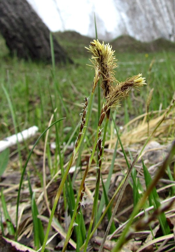 Image of Carex macroura specimen.