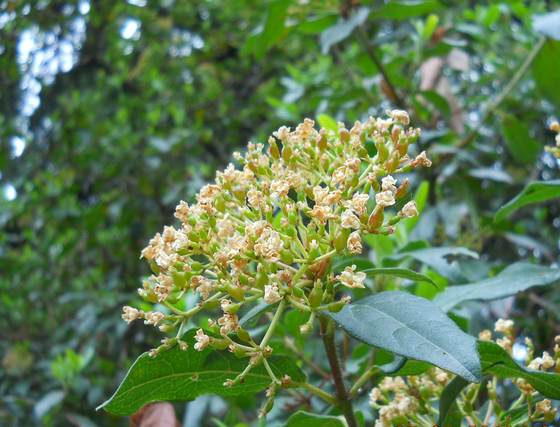 Image of Viburnum tinus specimen.