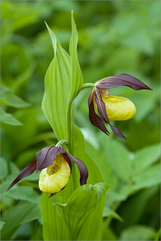 Image of Cypripedium calceolus specimen.