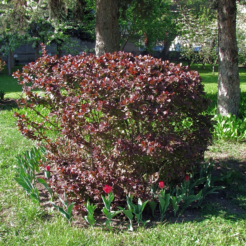 Image of genus Berberis specimen.