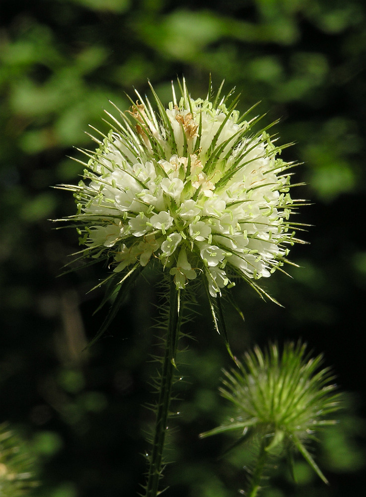 Image of Dipsacus strigosus specimen.