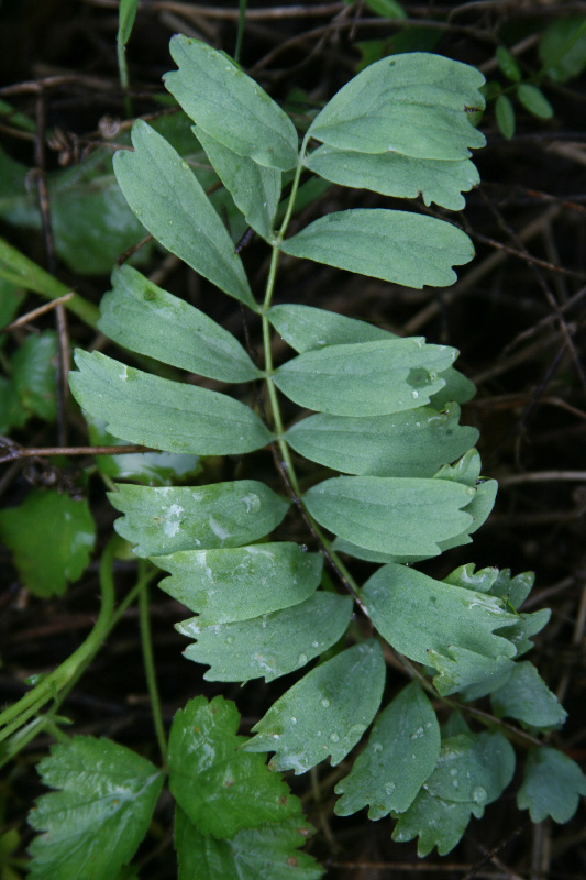 Image of Bongardia chrysogonum specimen.