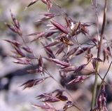 Calamagrostis caucasica