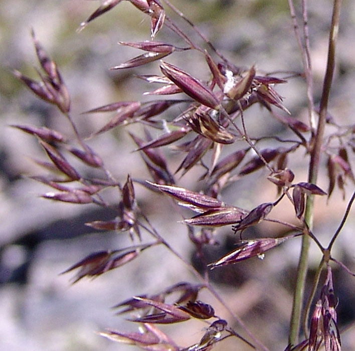 Image of Calamagrostis caucasica specimen.