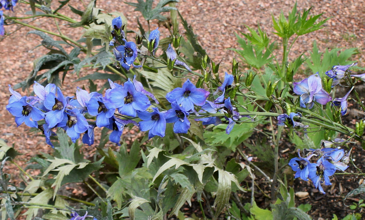 Image of Delphinium &times; phoeniceum specimen.