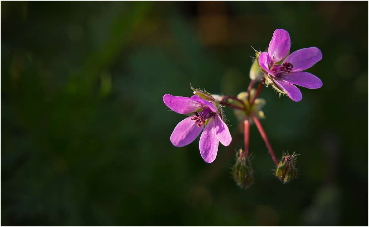 Image of Erodium cicutarium specimen.