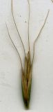 Elymus caninus