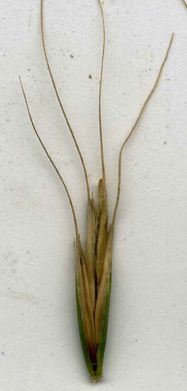 Image of Elymus caninus specimen.