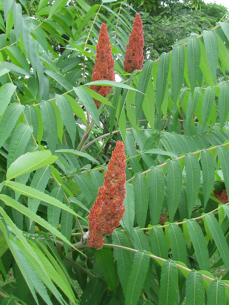 Изображение особи Rhus typhina.