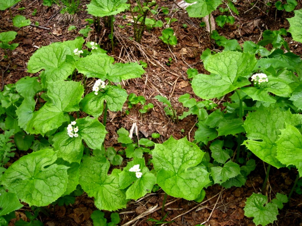 Image of Diphylleia grayi specimen.